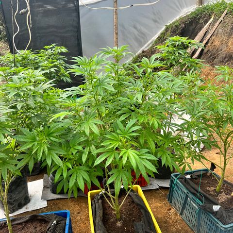 Ayahuasca  #1 growlog timeline photo