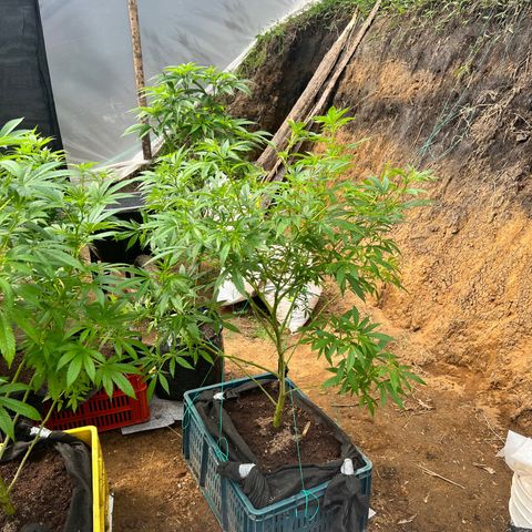 Ayahuasca  #1 growlog timeline photo