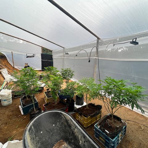 Ayahuasca  #1 growlog timeline photo