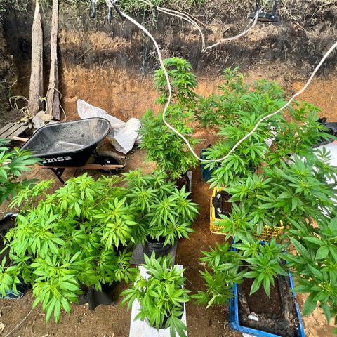 Ayahuasca  #1 growlog timeline photo