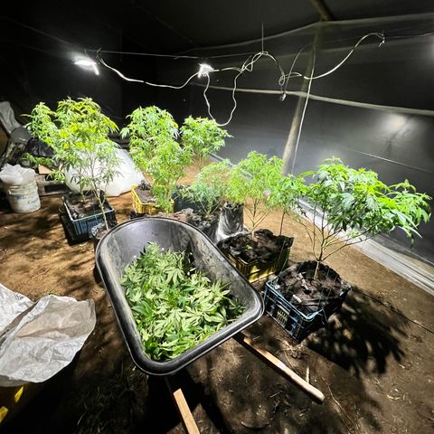 Ayahuasca  #1 growlog timeline photo