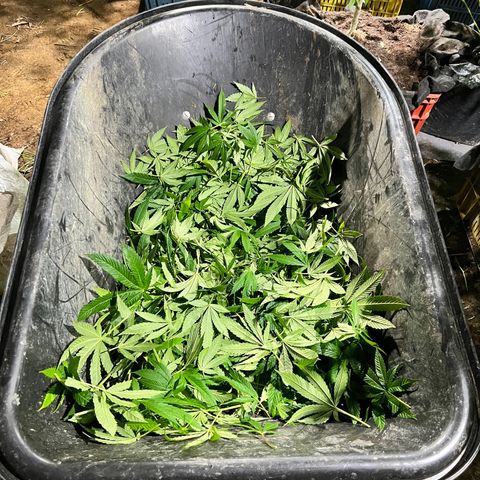 Ayahuasca  #1 growlog timeline photo