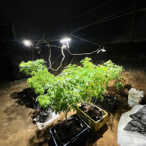 Ayahuasca  #1 growlog timeline photo