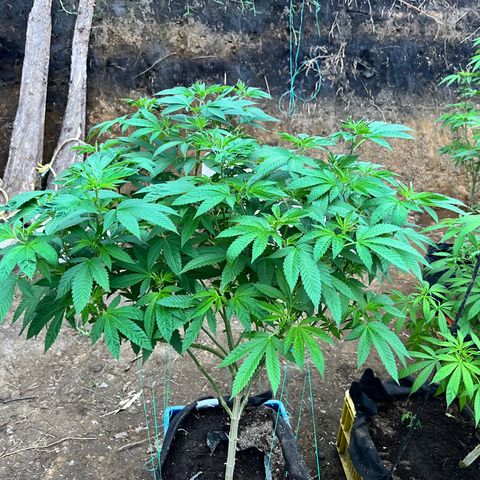 Ayahuasca  #1 growlog timeline photo
