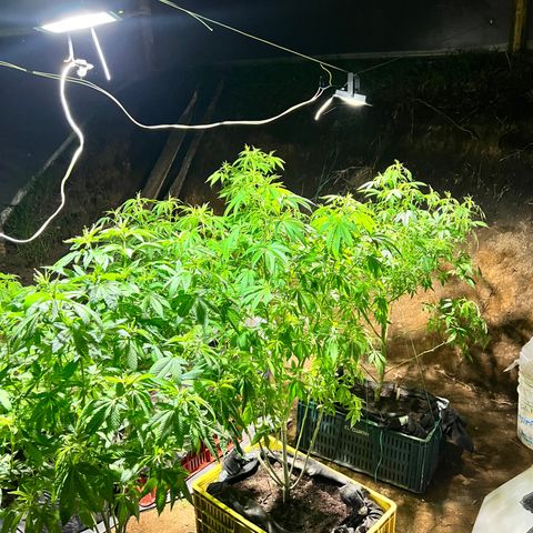 Ayahuasca  #1 growlog timeline photo