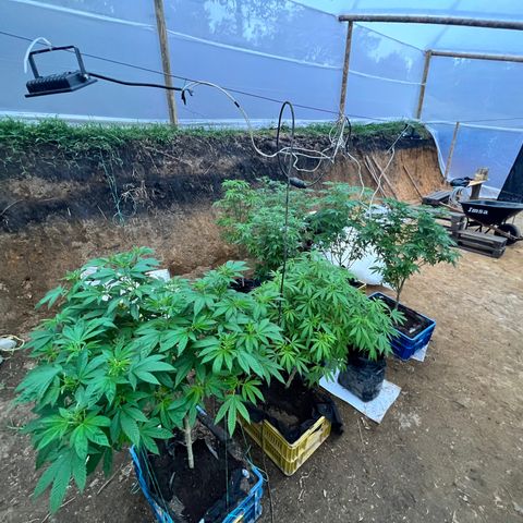 Ayahuasca  #1 growlog timeline photo