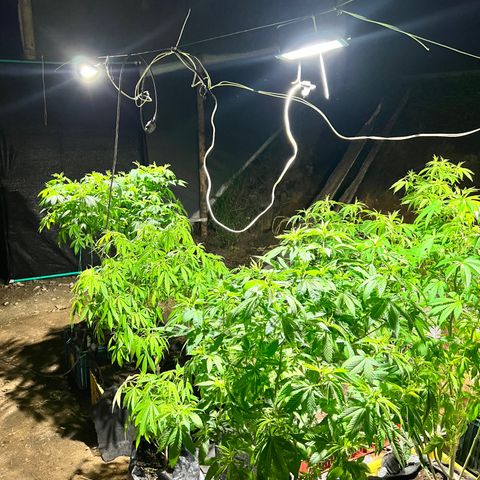 Ayahuasca  #1 growlog timeline photo