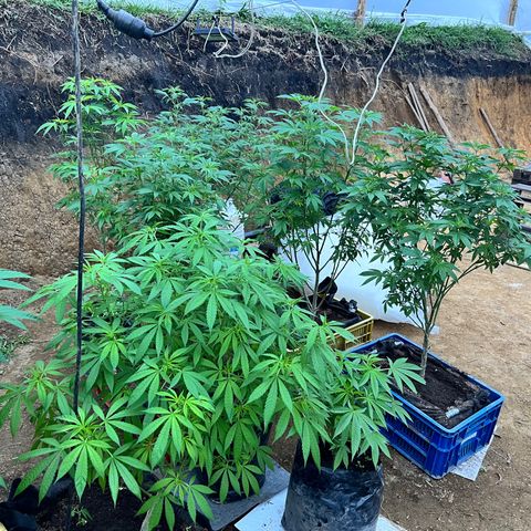 Ayahuasca  #1 growlog timeline photo
