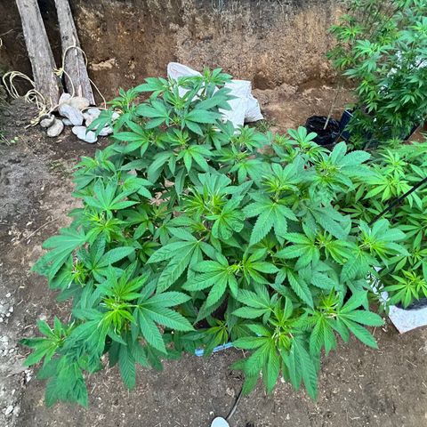 Ayahuasca  #1 growlog timeline photo