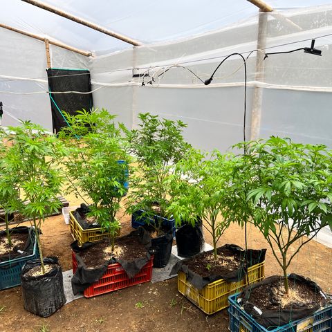 Ayahuasca  #1 growlog timeline photo