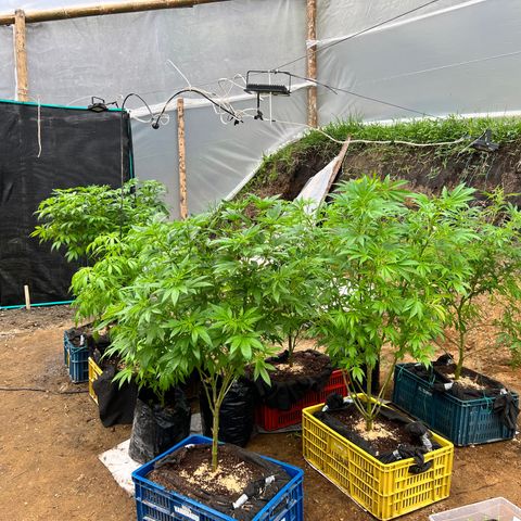 Ayahuasca  #1 growlog timeline photo
