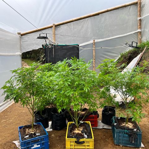 Ayahuasca  #1 growlog timeline photo