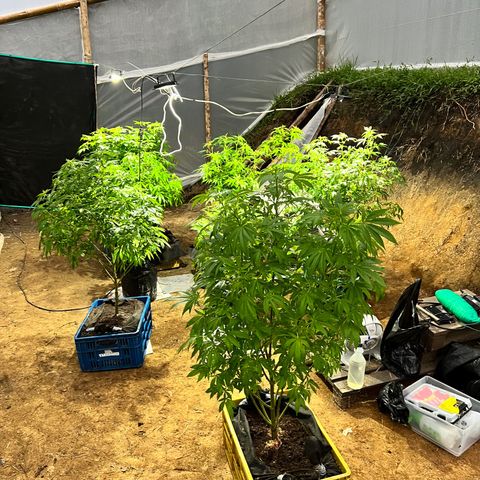 Ayahuasca  #1 growlog timeline photo
