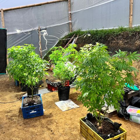 Ayahuasca  #1 growlog timeline photo