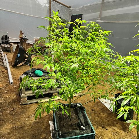Ayahuasca  #1 growlog timeline photo
