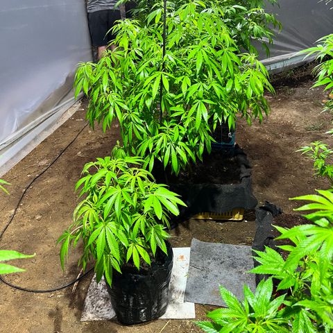 Ayahuasca  #1 growlog timeline photo