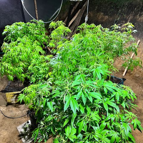 Ayahuasca  #1 growlog timeline photo