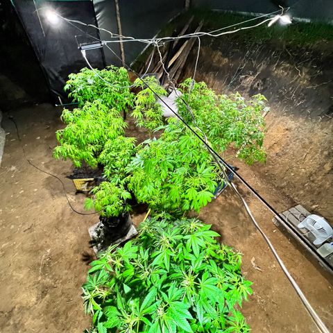 Ayahuasca  #1 growlog timeline photo