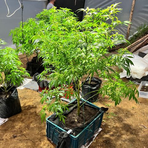 Ayahuasca  #1 growlog timeline photo