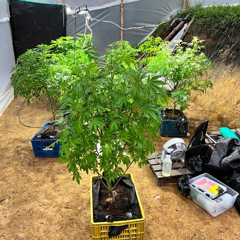 Ayahuasca  #1 growlog timeline photo