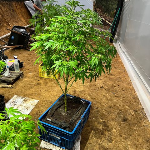 Ayahuasca  #1 growlog timeline photo