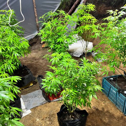 Ayahuasca  #1 growlog timeline photo