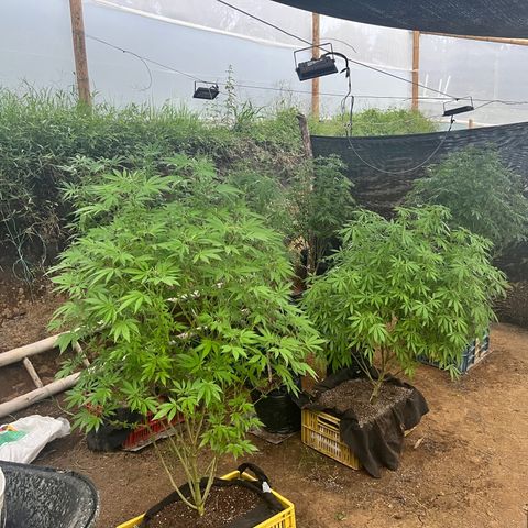 Ayahuasca  #1 growlog timeline photo