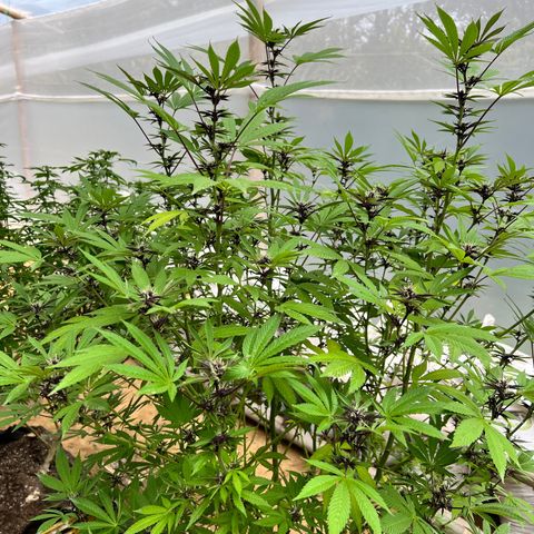 Ayahuasca  #1 growlog timeline photo