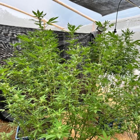 Ayahuasca  #1 growlog timeline photo