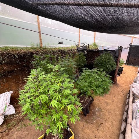 Ayahuasca  #1 growlog timeline photo