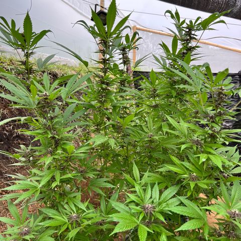 Ayahuasca  #1 growlog timeline photo