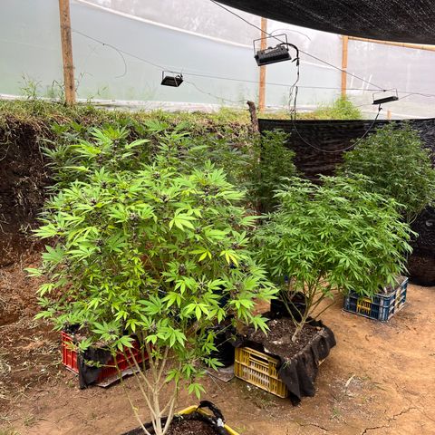 Ayahuasca  #1 growlog timeline photo