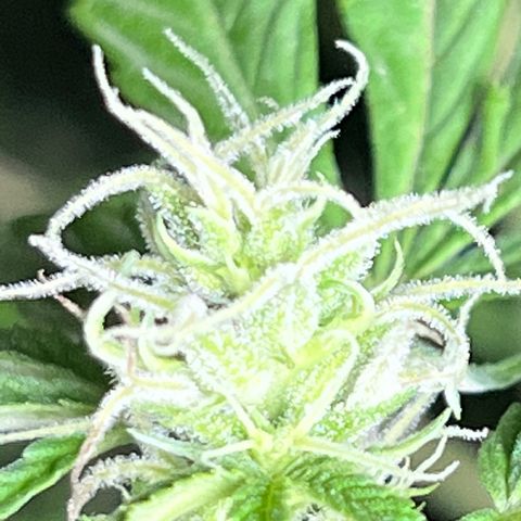 Ayahuasca  #1 growlog timeline photo
