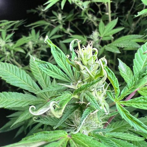 Ayahuasca  #1 growlog timeline photo