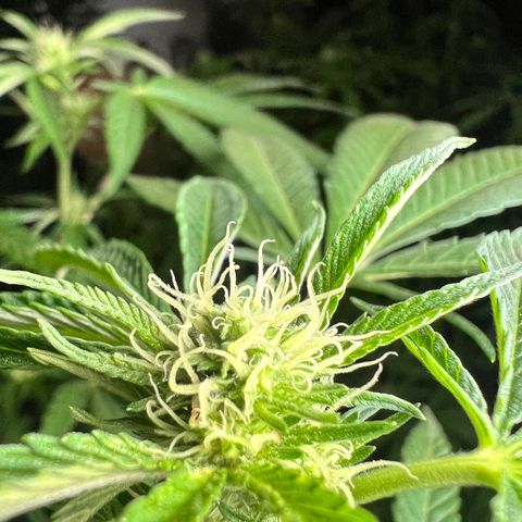 Ayahuasca  #1 growlog timeline photo