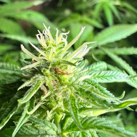 Ayahuasca  #1 growlog timeline photo