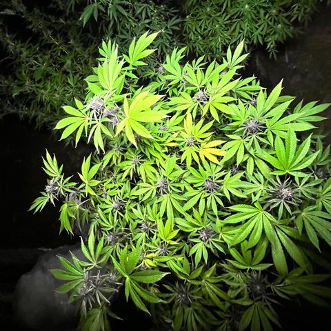 Ayahuasca  #1 growlog timeline photo