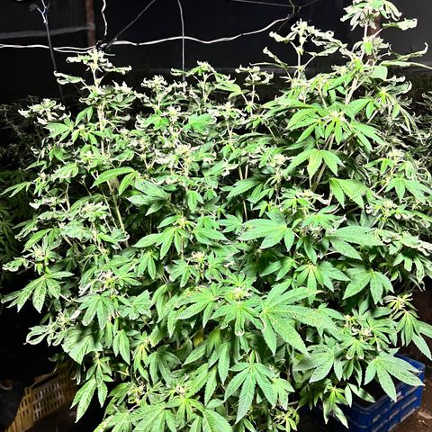 Ayahuasca  #1 growlog timeline photo