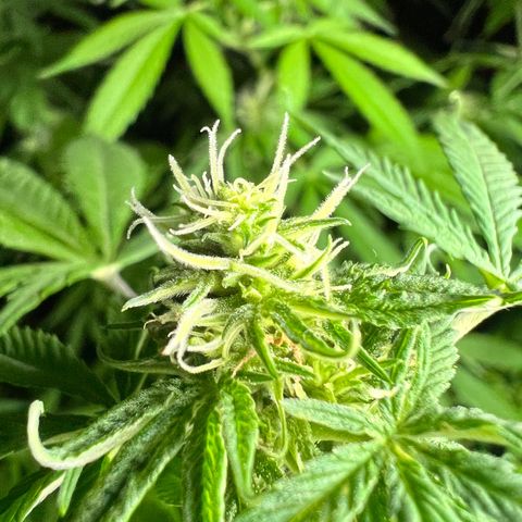Ayahuasca  #1 growlog timeline photo