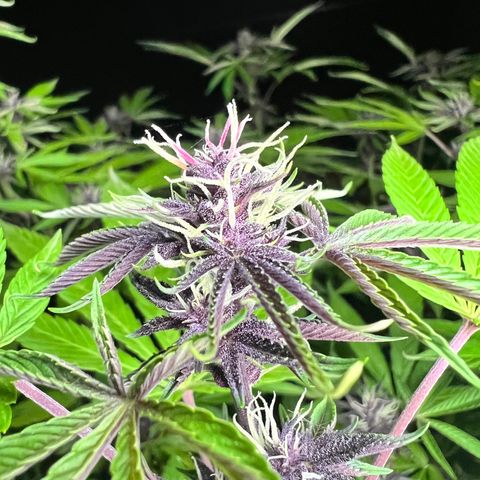 Ayahuasca  #1 growlog timeline photo