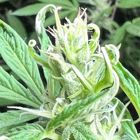 Ayahuasca  #1 growlog timeline photo