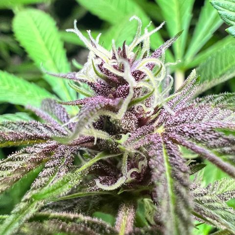 Ayahuasca  #1 growlog timeline photo