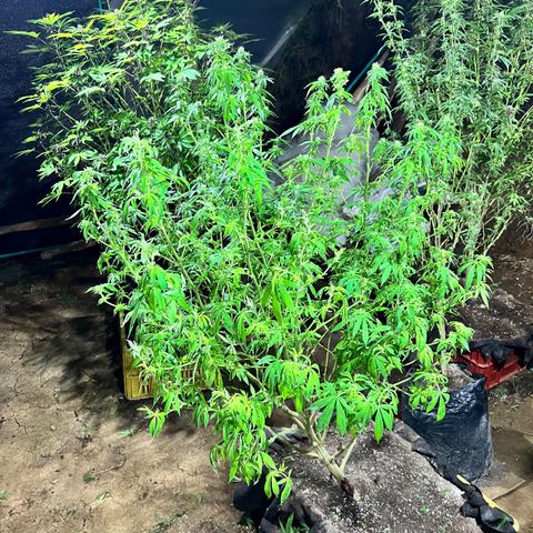 Ayahuasca  #1 growlog timeline photo
