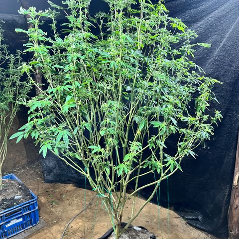 Ayahuasca  #1 growlog timeline photo