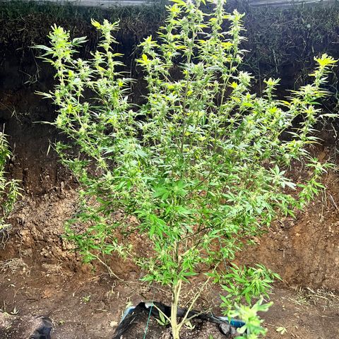 Ayahuasca  #1 growlog timeline photo