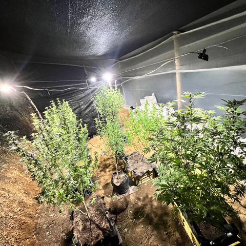 Ayahuasca  #1 growlog timeline photo