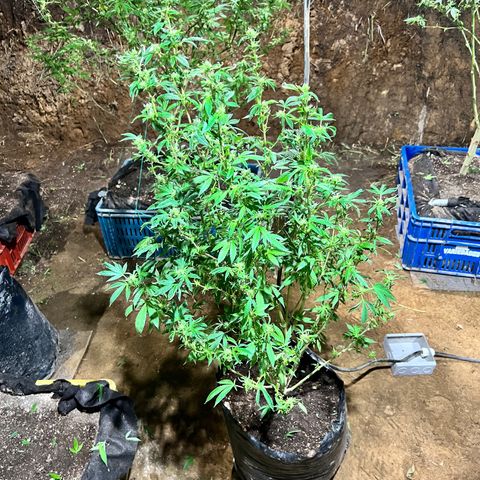 Ayahuasca  #1 growlog timeline photo