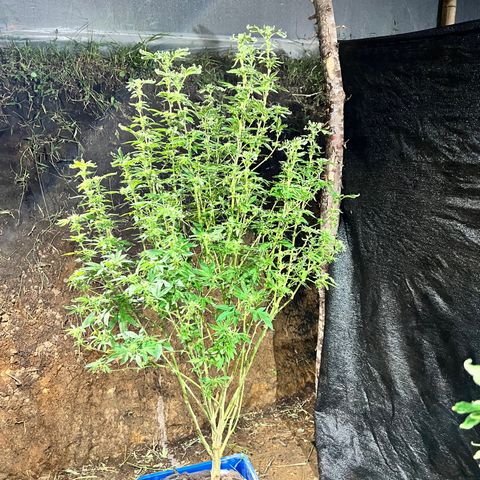 Ayahuasca  #1 growlog timeline photo
