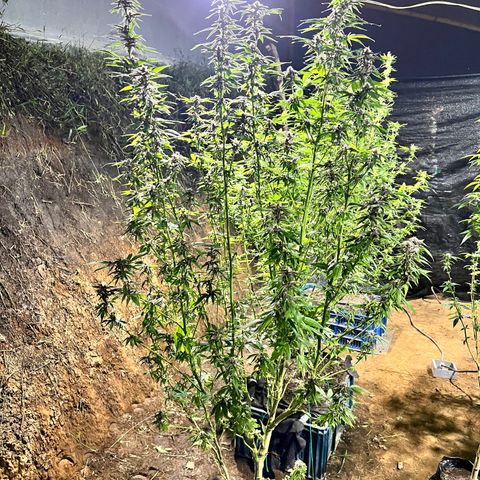 Ayahuasca  #1 growlog timeline photo