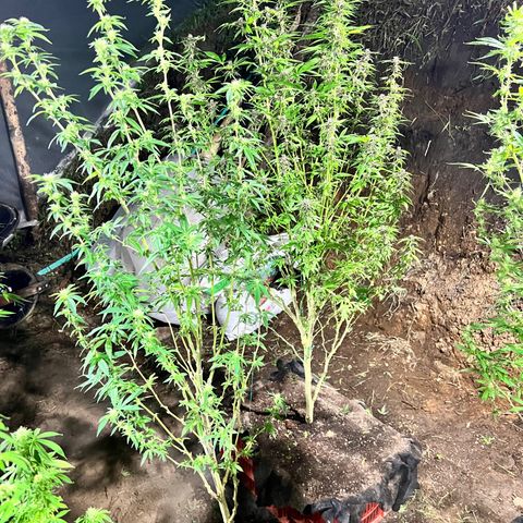Ayahuasca  #1 growlog timeline photo